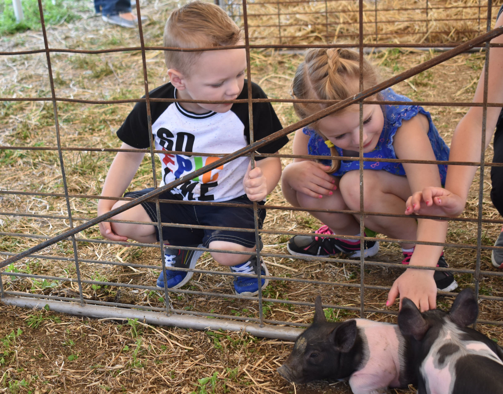 Piglets